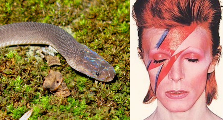 Bowie snake