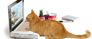 Cat playhouse scratching toy suckuk