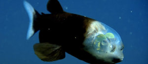 Macropinna microstoma