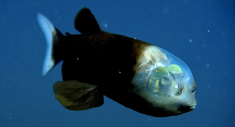 Macropinna microstoma