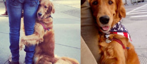 Cane abbraccio