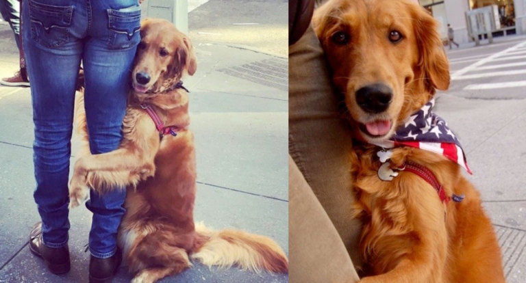 Il cane più tenero di Instagram è una femmina di golden retriever che abbraccia i passanti per strada
