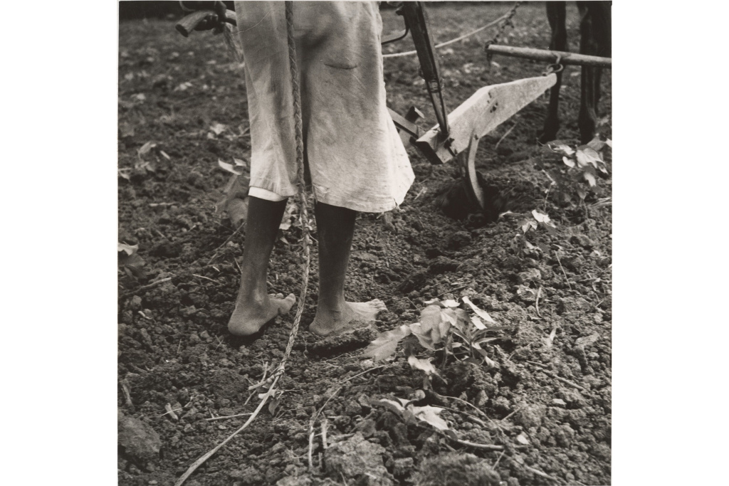 Alabama Plow Girl, near Eutaw, Alabama. 1936. Dorothea Lange
