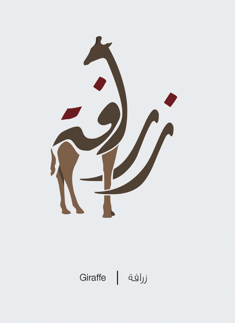Giraffa © Mahmoud Tammam