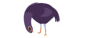 Trash dove