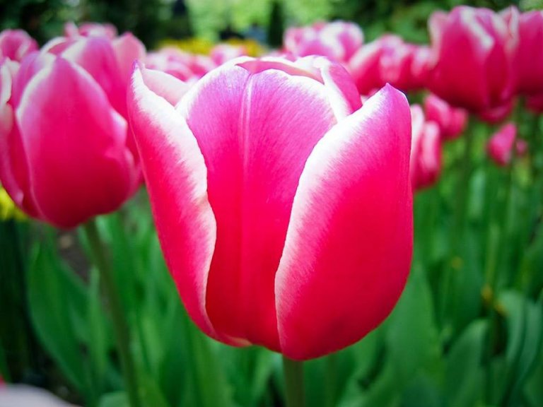 Tulipani italiani