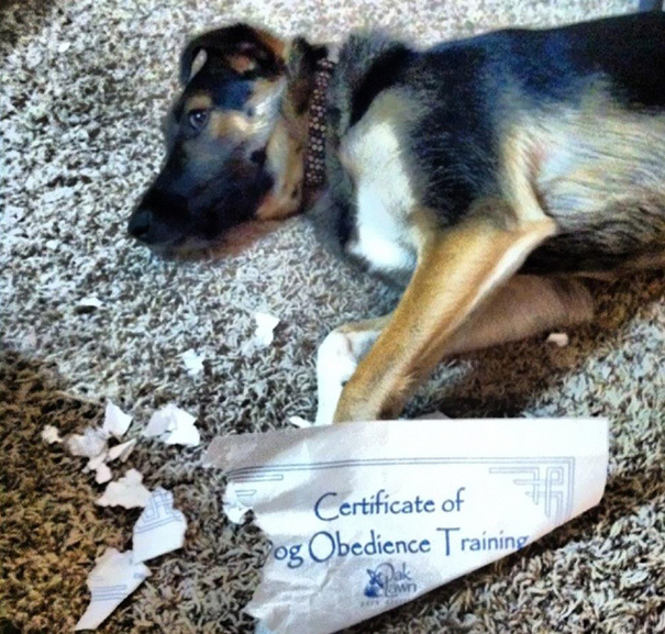 Il cane ha appena distrutto il diploma di obbedienza canina.
