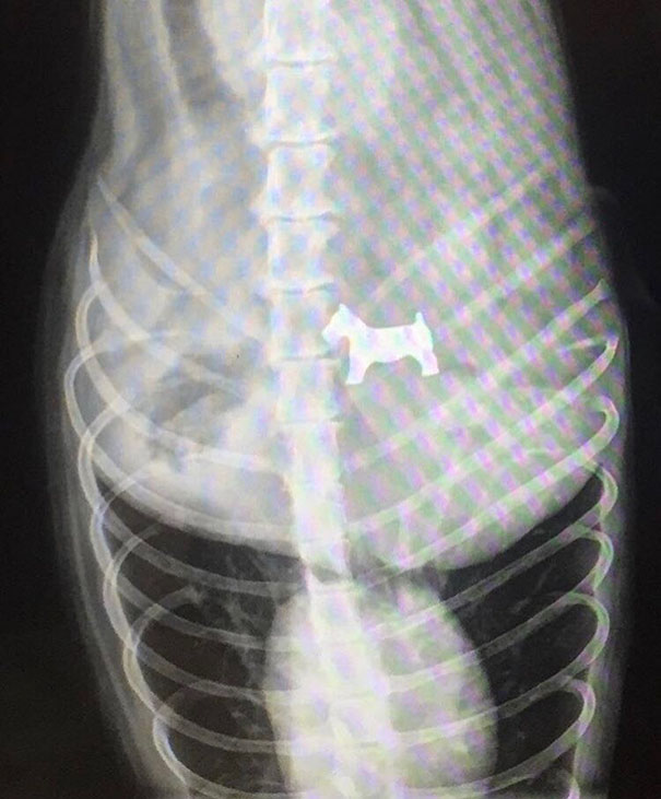Questo cane è stato portato dal veterinario. Dalla risonanza risulta che abbia mangiato un cane del Monopoly.