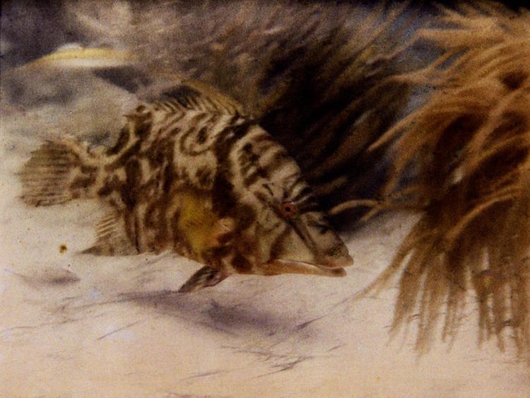 Nel 1926, il fotografo del National Geographic Charles Martin e il botanico  William Longley hanno scattat la prima foto subacquea a colori.