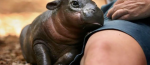 Hippo tenerezza
