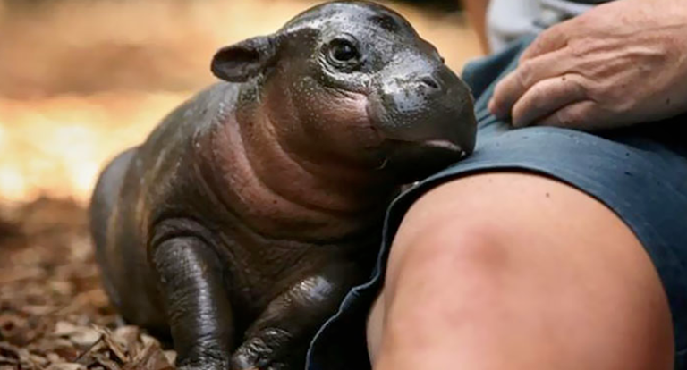 Hippo tenerezza