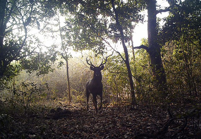 La coppia ha comprato l'appezzamento di terreno e ha fondato il SAI Sanctuary nel 1991.
Foto © The Better India