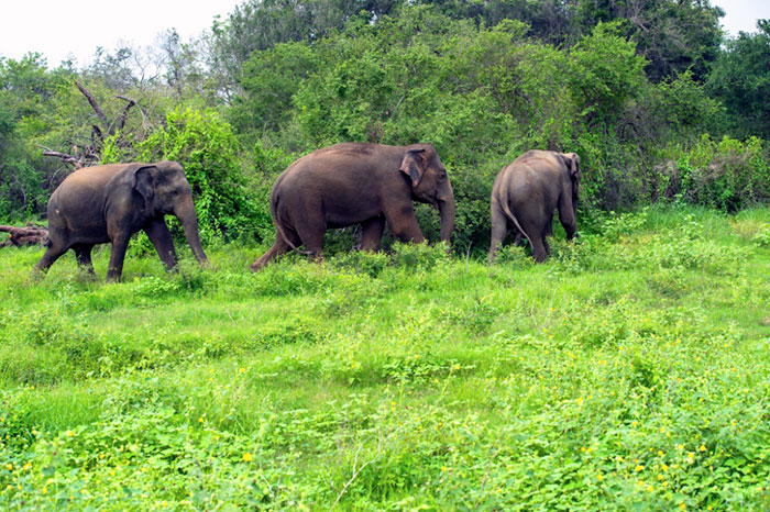 In quest'area oggi vivono molte specie protette, come l'elefante asiatico 
Foto © The Better India