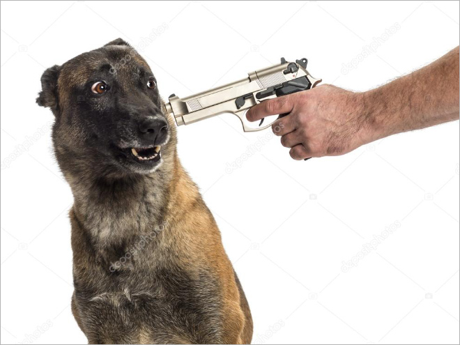 Il malfattore contro l'ispettore Rex.