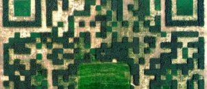 Qr code alberi cina