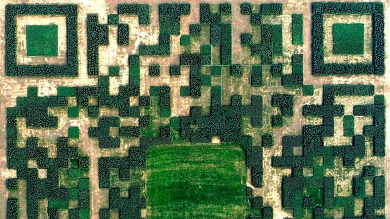 Qr code alberi cina
