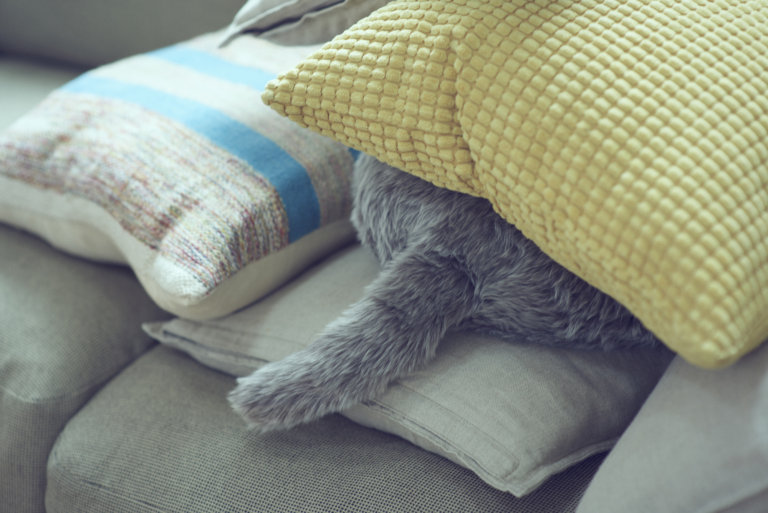 Qoobo, il gatto robot senza testa né arti