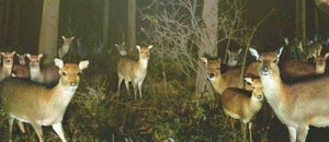 Animali strani