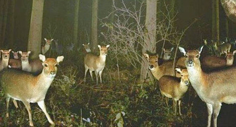 Animali strani