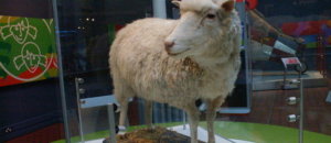 Dolly2