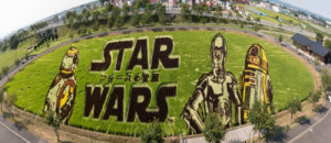 Star Wars nelle risaie