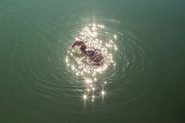 20 foto che la coincidenza ha reso magiche