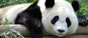 Panda gigante