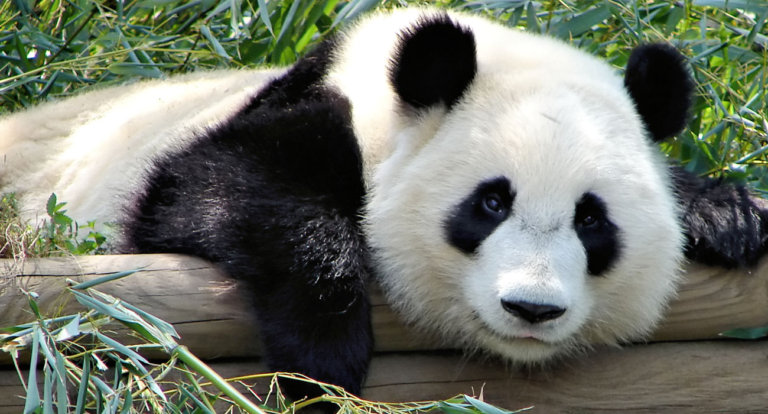 Panda gigante