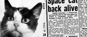 Space cat