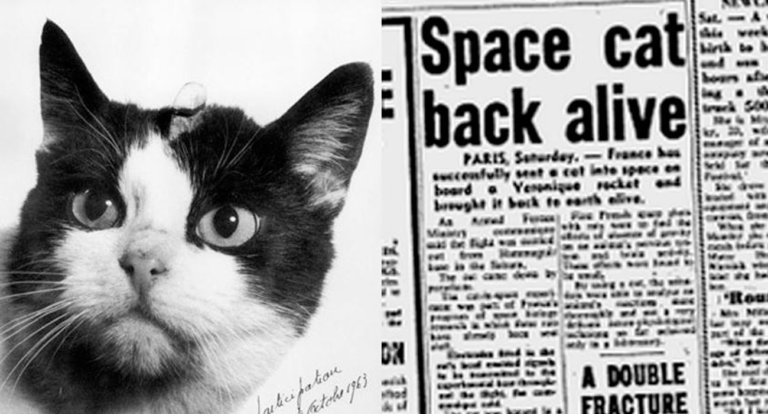 Space cat