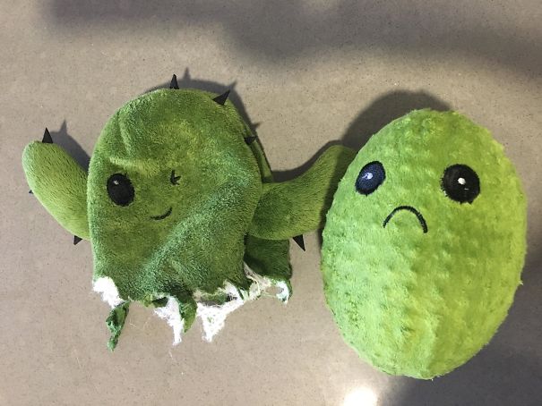 Dentro il cactus, un altro cactus