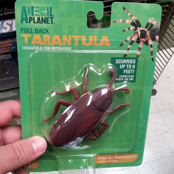 La tipica tarantola