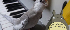 Uccellino totoro