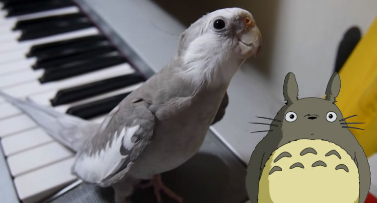Uccellino totoro