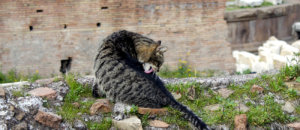 Gatti-Roma-Largo-Torre-Argentina00