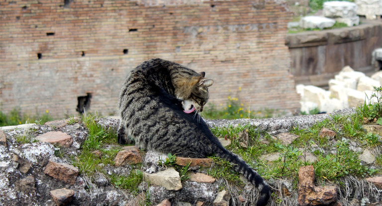 Gatti-Roma-Largo-Torre-Argentina00