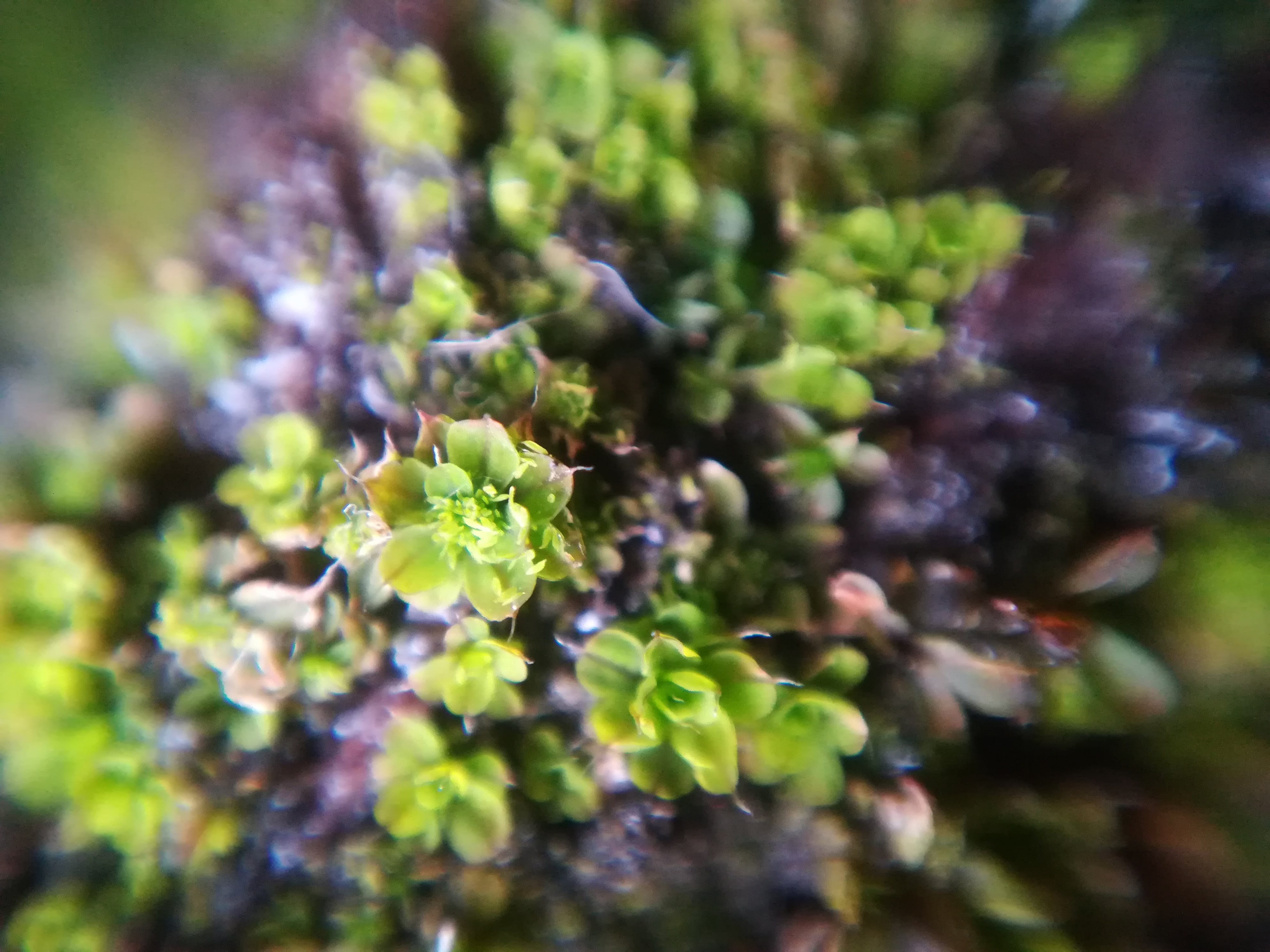 muschio fotografato con la lente macro Blips e un cellulare