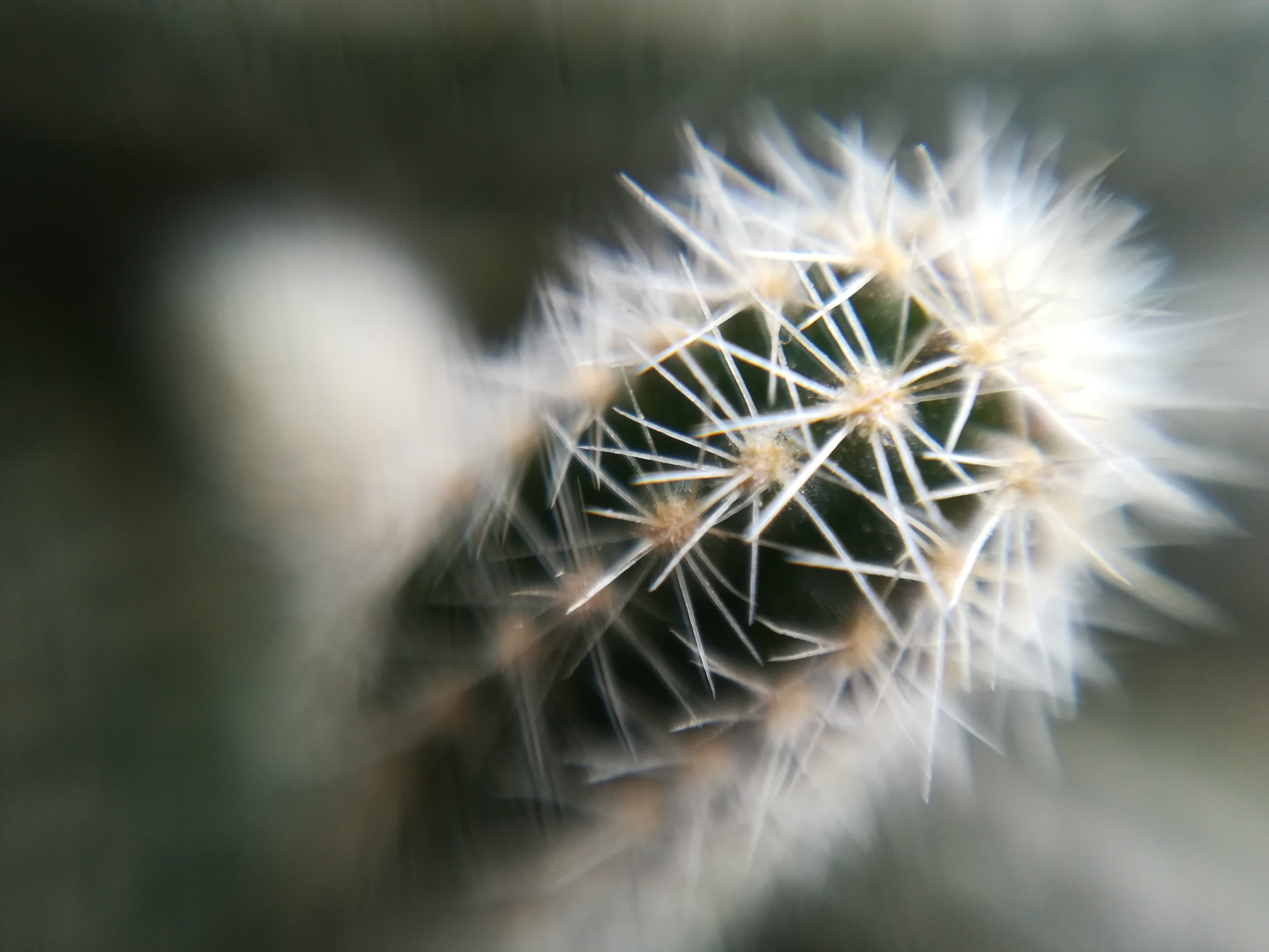 foto di un piccolo cactus fatta con un  cellulare e  con la lente blips
