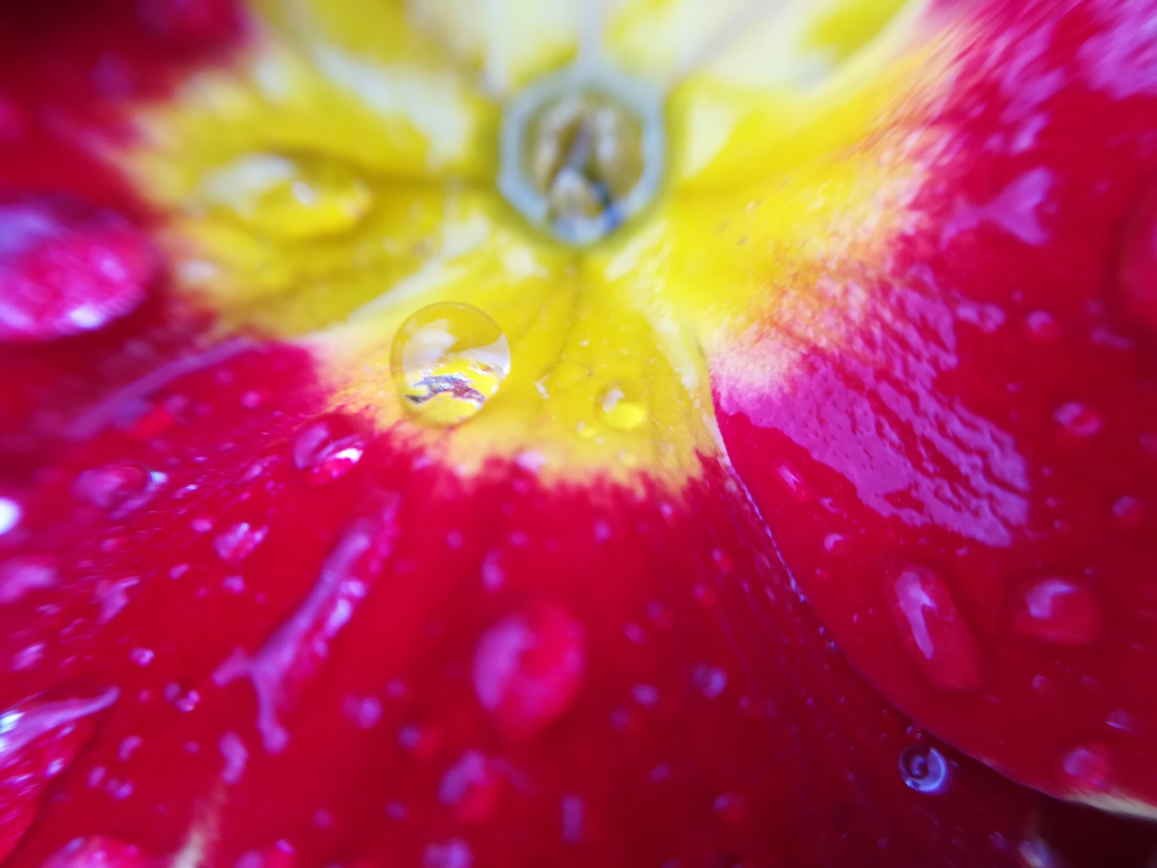 foto di goccia su fiore primula con lente macro blips (montata su un normale cellulare)