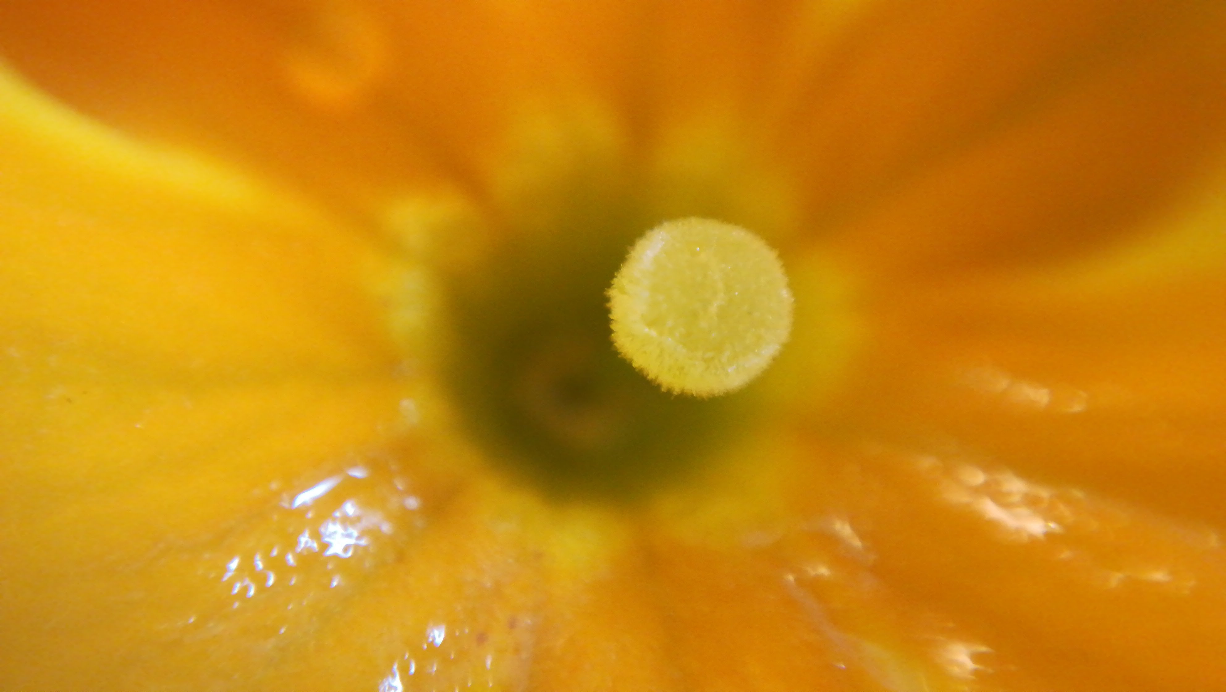 fiore primula fotografato con lente macro blips