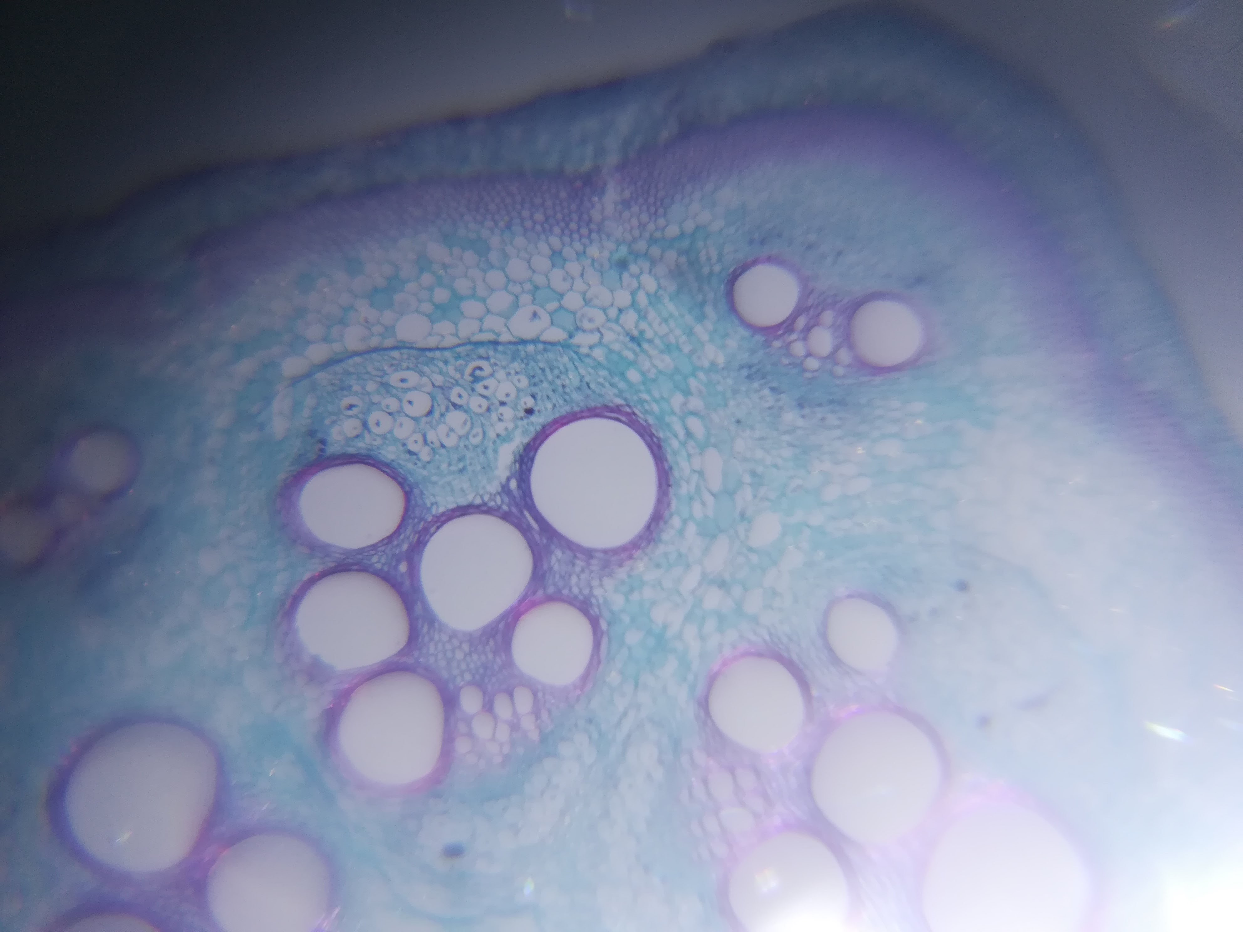 un vetrino per microscopio con una sezione di un gambo di una zucca, fotografato con la lente ultra che trasforma il microscopio in cellulare