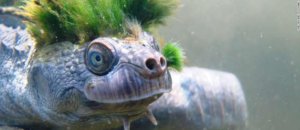 180412071711 05 mary river turtle endangered intl super