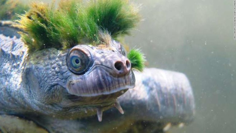 180412071711 05 mary river turtle endangered intl super