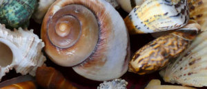 Casa-delle-conchiglie-rimini-estro-artistico-tassista