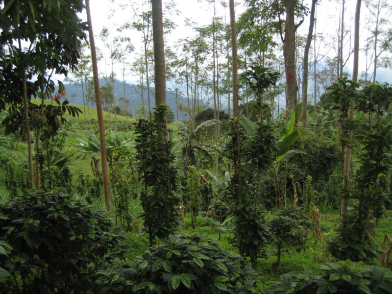 Coffee farm in Colombia