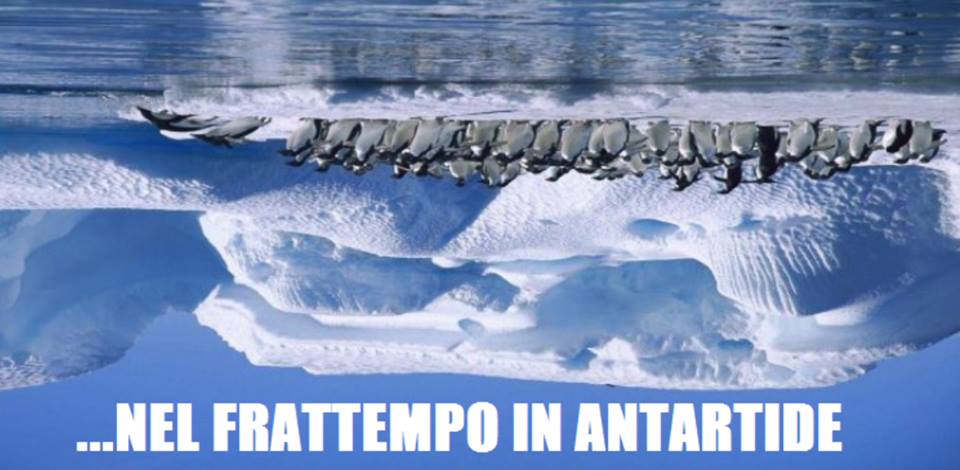 Nessuno ha mai spiegato come facciano i pinguini a stare a testa in giù, effettivamente.