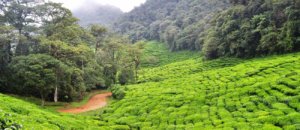 Colombia foresta