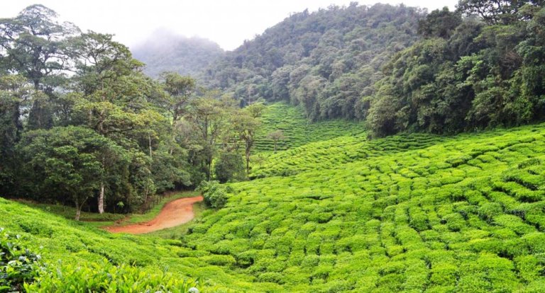 Colombia foresta