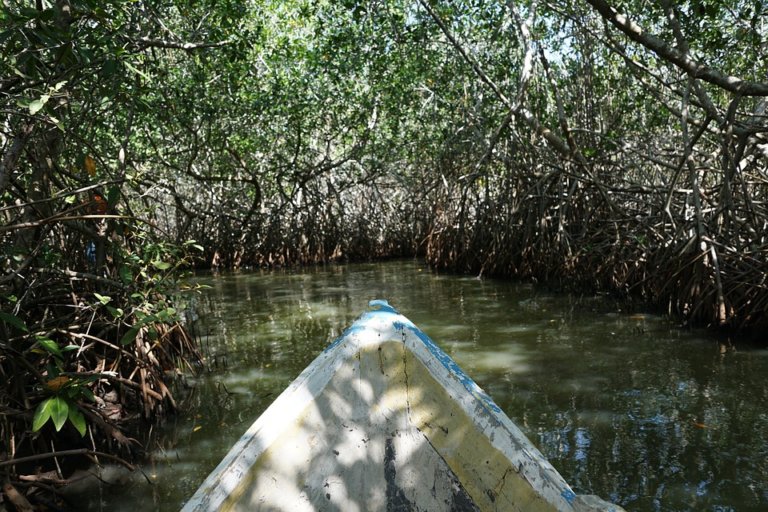 Mangroves 1153232 960