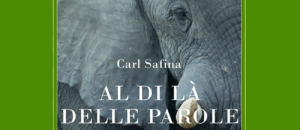 Safina